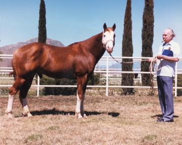 Red and Aqha Cutters Smoke