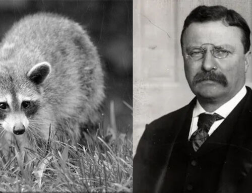 Theodore Roosevelt’s Raccoon: Fact or Presidential Pet Myth?